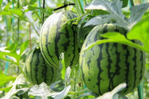 251免费吃瓜,揭秘娱乐圈幕后真相  第3张